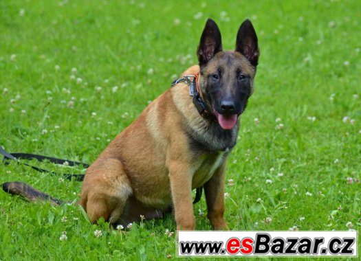 Malinois