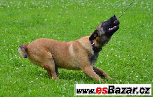 Malinois