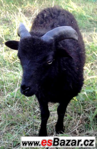Černý beránek - Quessantská (Ouessantská) ovce - Nabídka