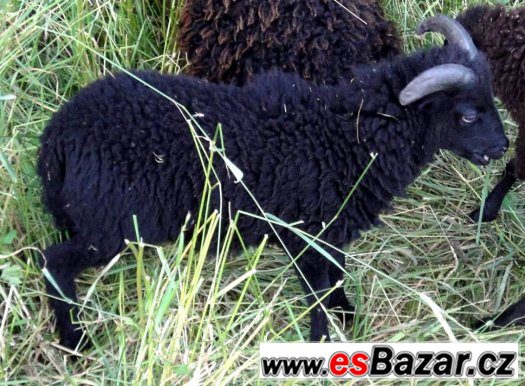 Černý beránek - Quessantská (Ouessantská) ovce - Nabídka