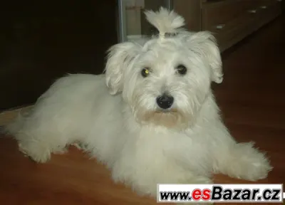 Maltézák šteně 