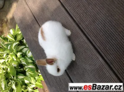 Mládě zakrslého králíka