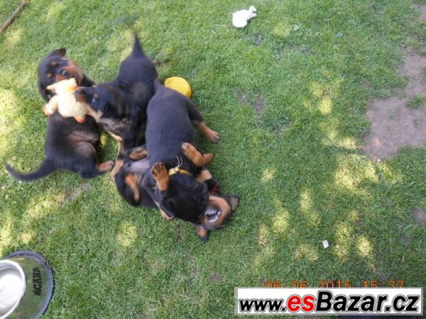 nabizime-stenatka-rtw-rottweileru