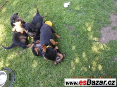 Nabízíme štěňátka RTW - rottweilerů