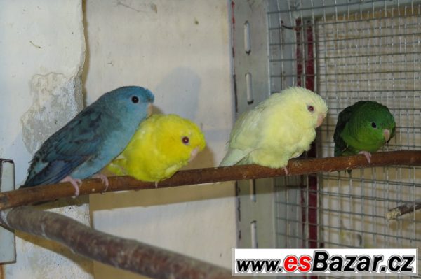 Mláďata papoušků