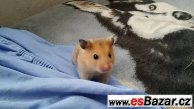 Křeček syrský