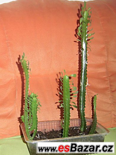 kaktus , kovbojský kaktus