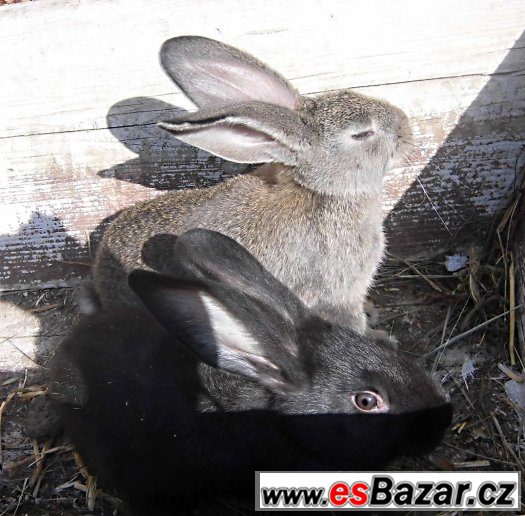 ČSčž X BOA ČSčž X BOA