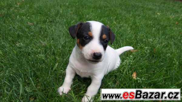 Krásná štěňátka Jack Russell teriér