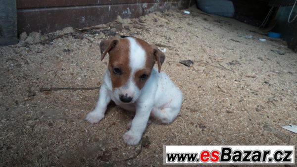 Krásná štěňátka Jack Russell teriér