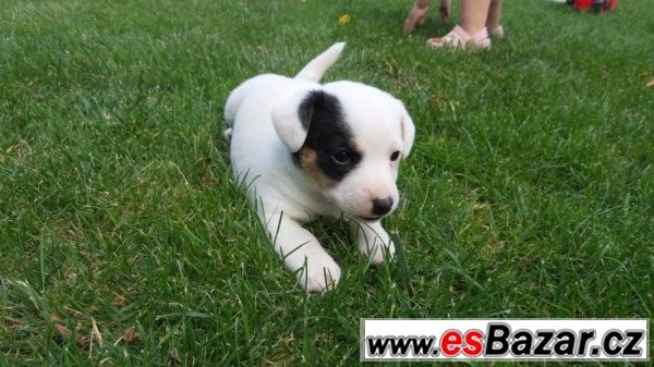 Krásná štěňátka Jack Russell teriér