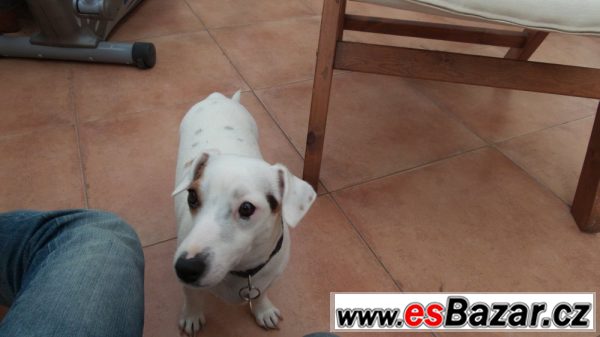 Krásná štěňátka Jack Russell teriér