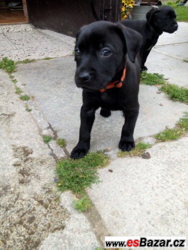 Kouzelné štěnátko-fenka labrador X