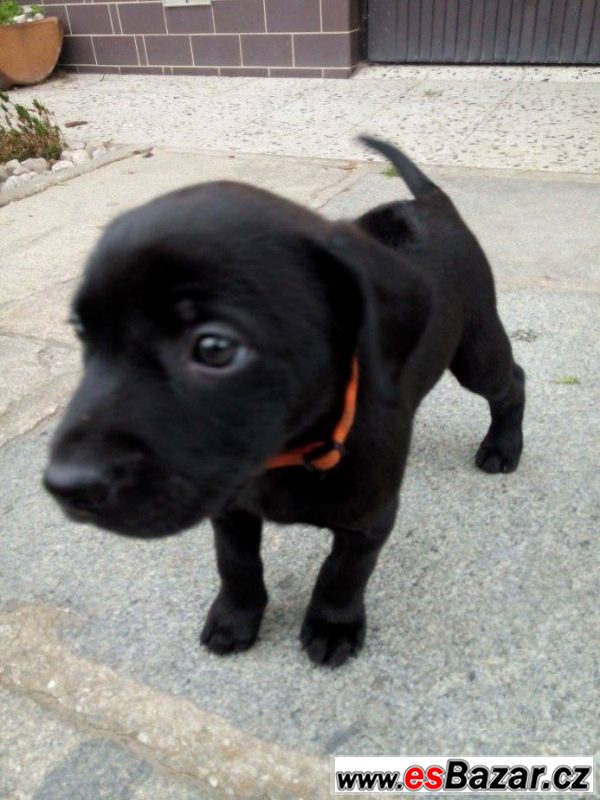 Kouzelné štěnátko-fenka labrador X