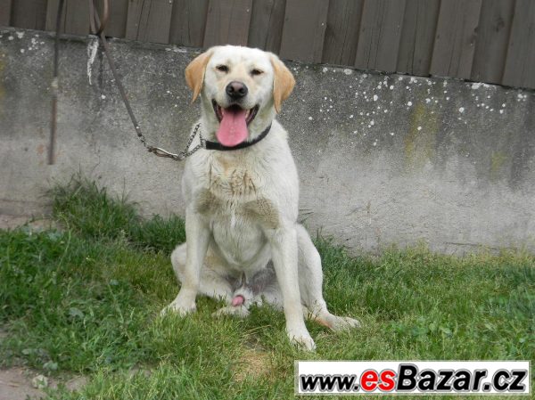 Labrador bez PP