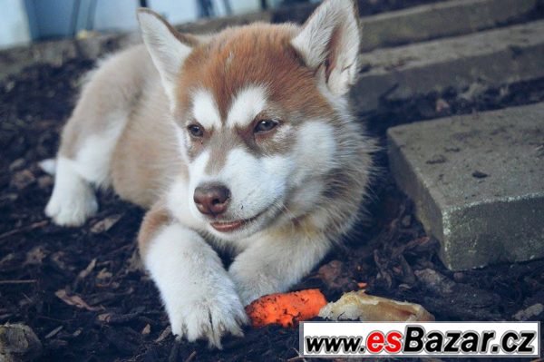 Koupím štěně sibiřského husky Koupím štěně sibiřského husky