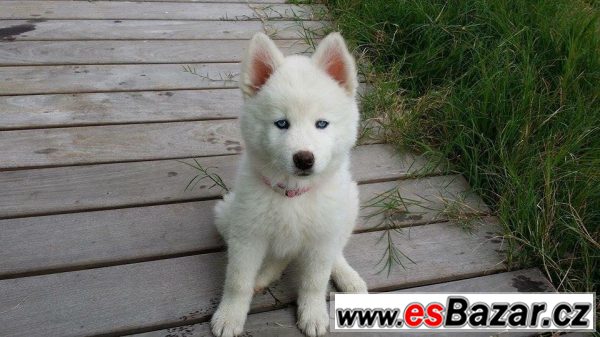 Koupím štěně sibiřského husky Koupím štěně sibiřského husky