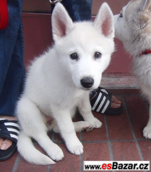 Koupím štěně sibiřského husky Koupím štěně sibiřského husky