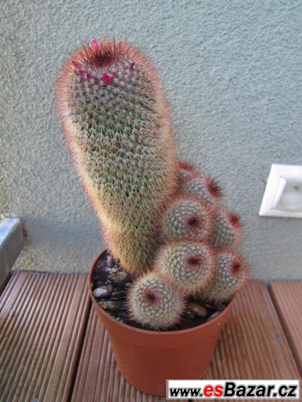 krasne-kaktus