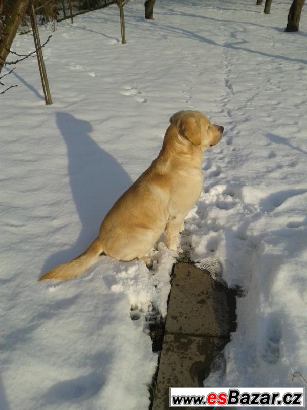 Krytí zlatým labradorem