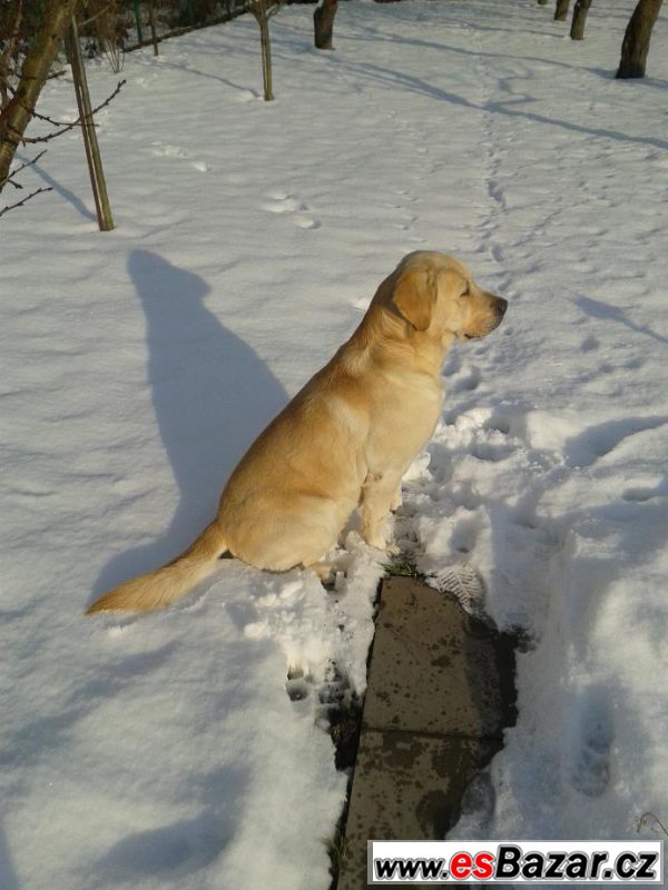 Krytí zlatým labradorem