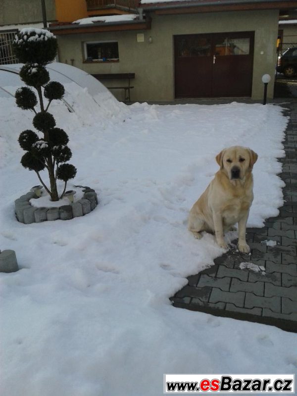 Krytí zlatým labradorem