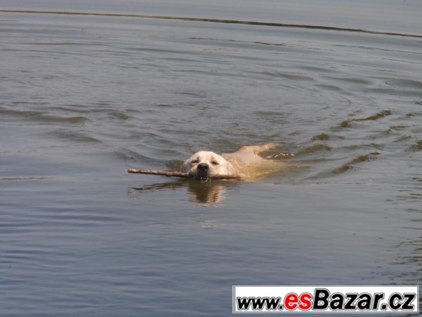 Krytí zlatým labradorem