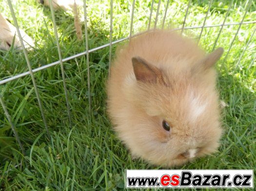 PRÁZDNINOVÁ AKCE - zakrslý teddy králíček s VP PRÁZDNINOVÁ AKCE - zakrslý teddy králíček s VP