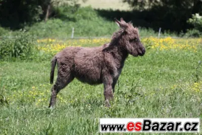 Prodám mladého oslíka - kobylka.