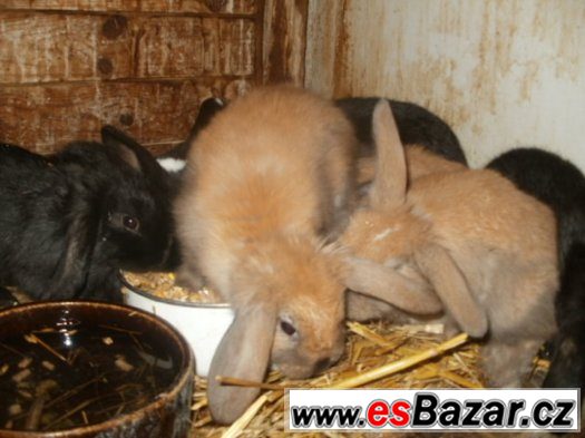 Prodej zakrslých králíčků