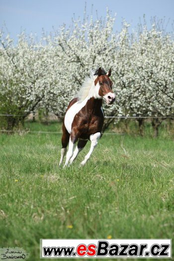 Levné připuštění hřebcem PAINT HORSE přirozeně i inseminačně