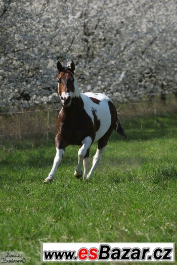 Levné připuštění hřebcem PAINT HORSE přirozeně i inseminačně