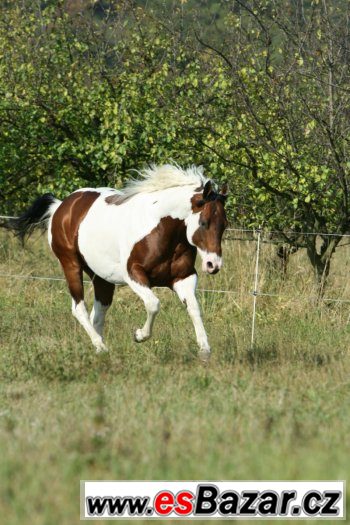 Levné připuštění hřebcem PAINT HORSE přirozeně i inseminačně