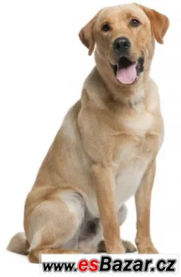 Fanda - Labradorský retrivr - pes