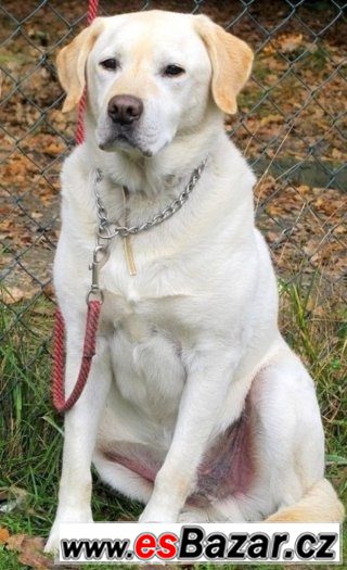 ♥ Amok ♥ - Labradorský retrivr - pes