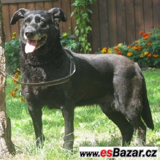 ♥ Holka 12833 ♥ - Labradorský retrivr x - fena