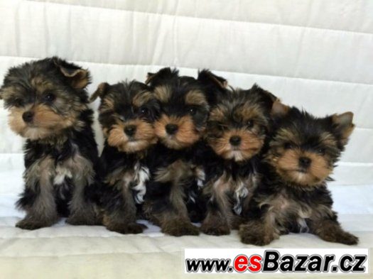 yorkshire-terrier-s-pp