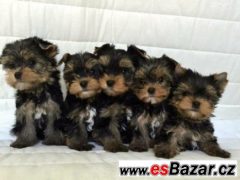 yorkshire terrier s PP