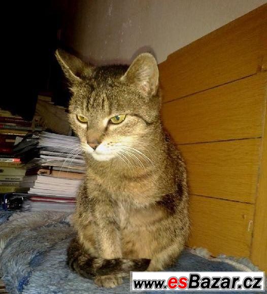 Kočička Ponožka (Azyl Kocourkov) Kočička Ponožka (Azyl Kocourkov)