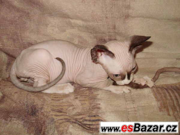 Kanadský Sphynx kocourek modroočko