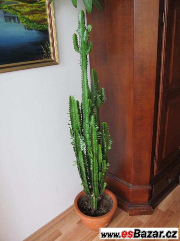 Kaktus euphorbia trigona
