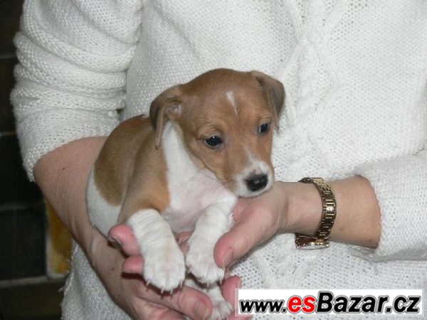 Jack Russel teriéra