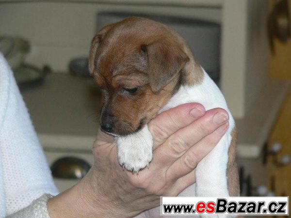 Jack Russel teriéra