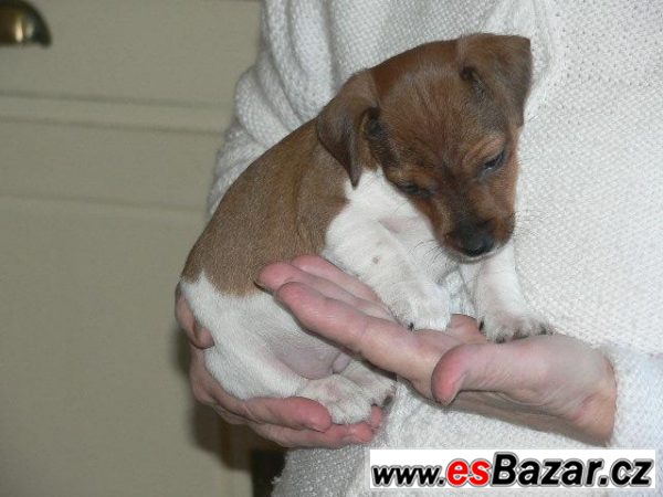 Jack Russel teriéra