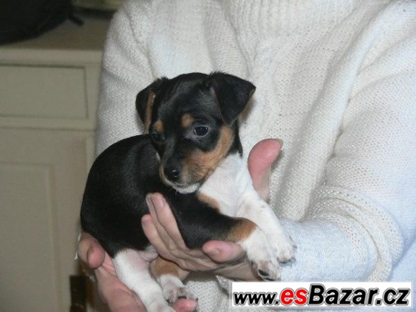 Jack Russel teriéra