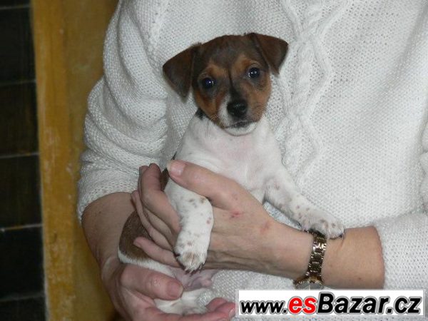 Jack Russel teriéra