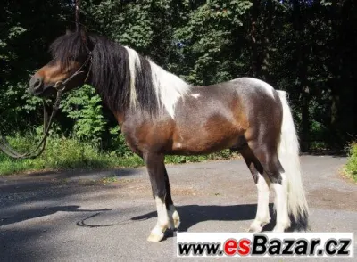 Hodný Shetlandský pony valášek