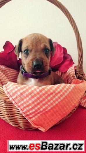 Štěňata Rhodéského Ridgebacka Štěňata Rhodéského Ridgebacka