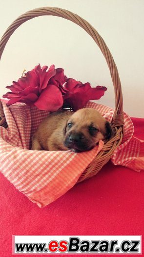 Štěňata Rhodéského Ridgebacka Štěňata Rhodéského Ridgebacka