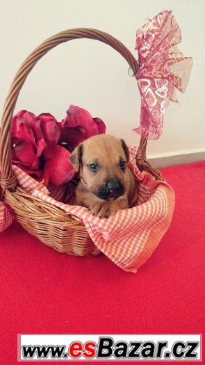 Štěňata Rhodéského Ridgebacka Štěňata Rhodéského Ridgebacka